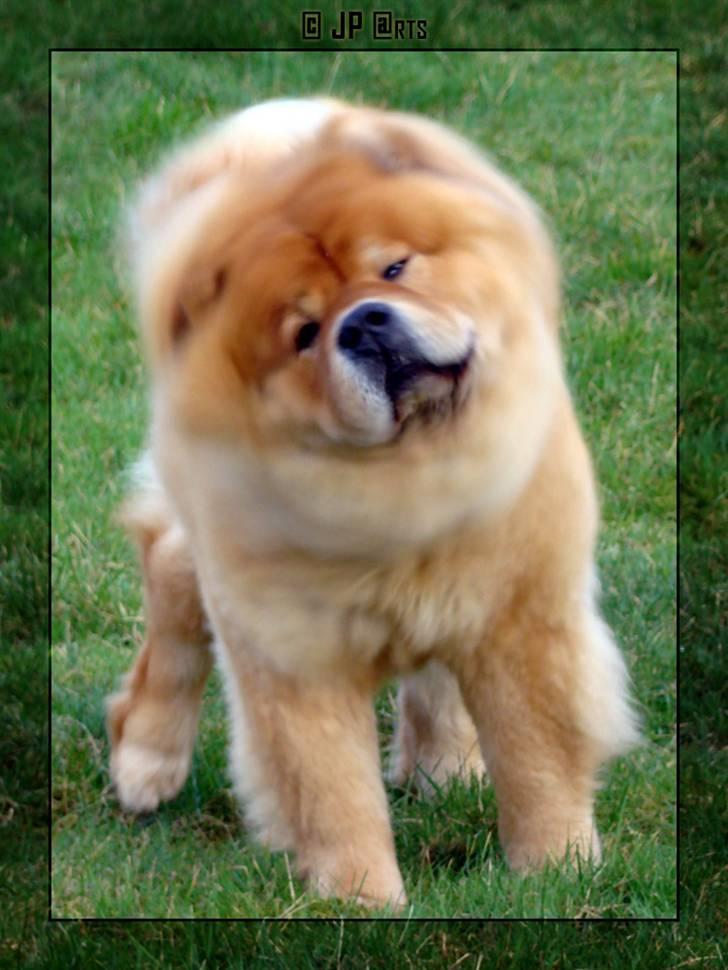 Chow chow Rico ~ Oskar of Flensborg - Let´s shake it together :-) billede 10