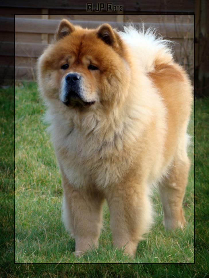 Chow chow Rico ~ Oskar of Flensborg - Det er hårdt at være så skøn som mig ;-) billede 11