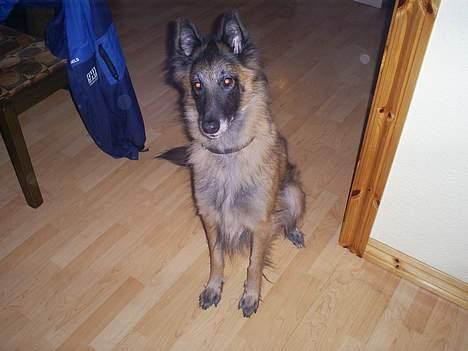 Belgisk hyrdehund Centa - R.I.P. billede 2