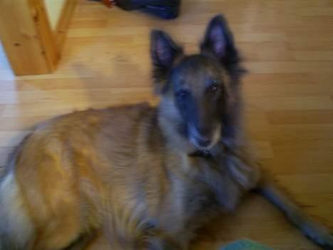 Belgisk hyrdehund Centa - R.I.P. billede 3