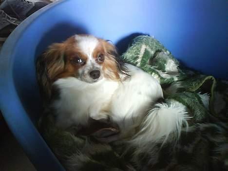 Papillon muddi. Aflivet. - ligger i sin "seng" billede 7