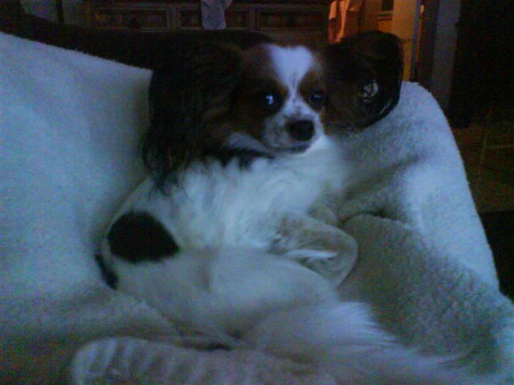 Papillon muddi. Aflivet. - fin fin (:  billede 8