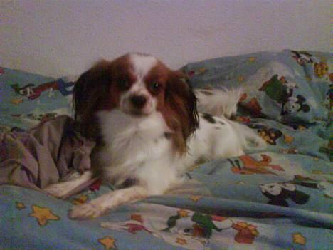 Papillon muddi. Aflivet. - muddi :D billede 9