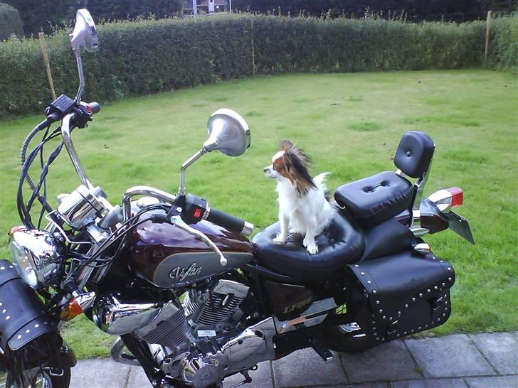 Papillon muddi. Aflivet. - (: muddi (:  billede 10