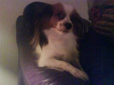 Papillon muddi. Aflivet. - såå fin (: som hun kan gør sig til :P billede 11
