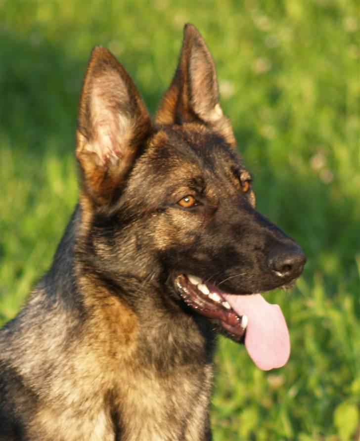 Schæferhund Amager's Fnuggi - Hamrende smuk ... billede 1