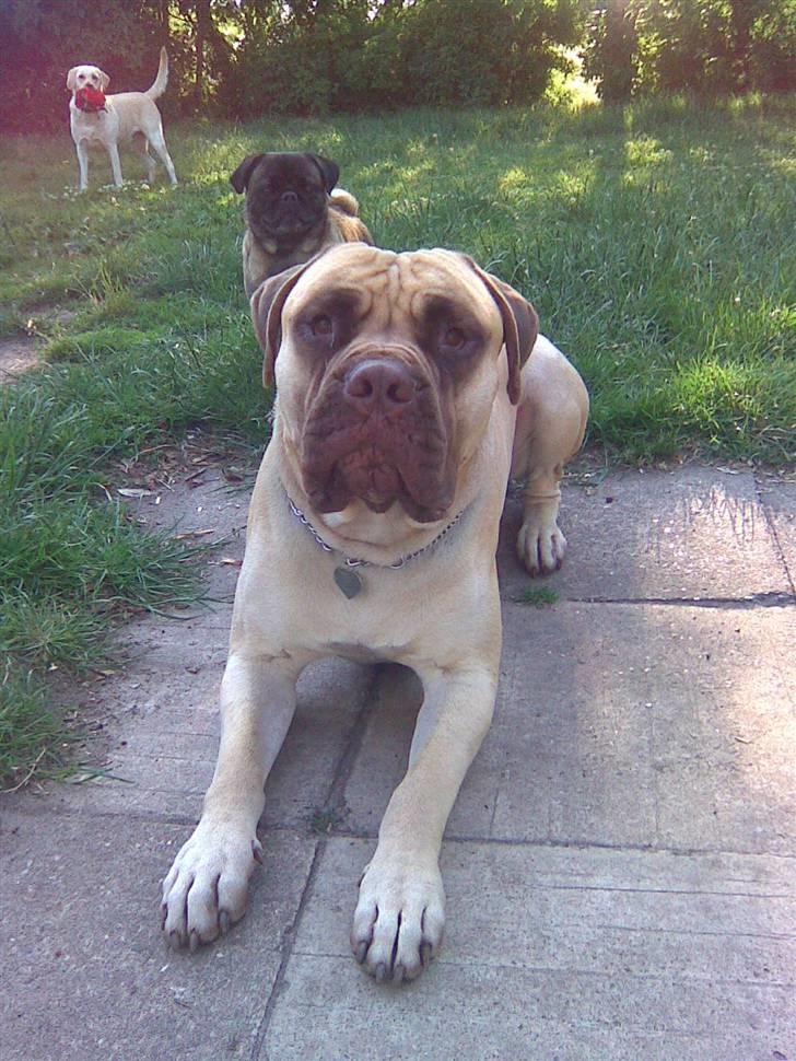 Bullmastiff Bufas billede 7