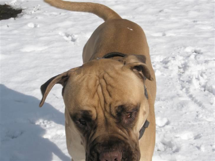 Bullmastiff Bufas billede 8