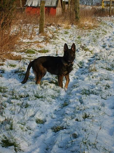 Schæferhund Amager's Fnuggi billede 2