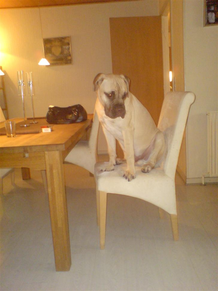 Bullmastiff Bufas - hov! her må jeg vidst ikke sidde.. Æv os... billede 9