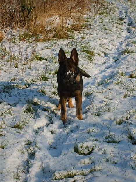 Schæferhund Amager's Fnuggi billede 3