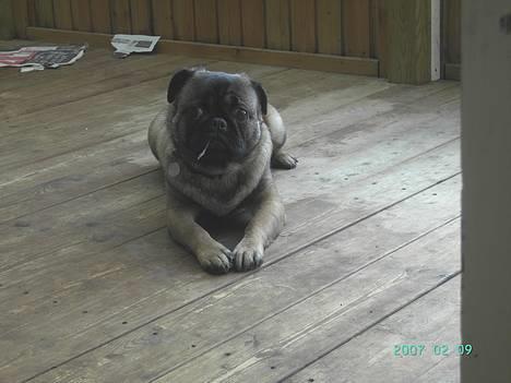 Blanding af racer Louis - hvad?! billede 19