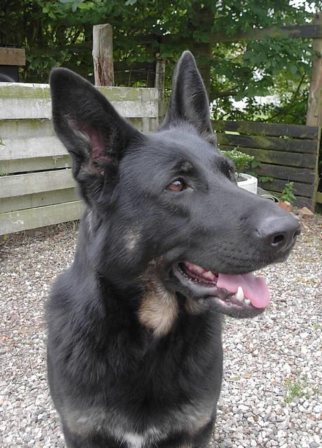 Schæferhund Blondi billede 1