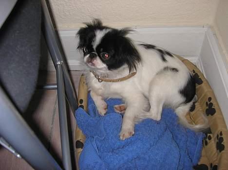 Blanding af racer Flodhesten Blutilda :) billede 5