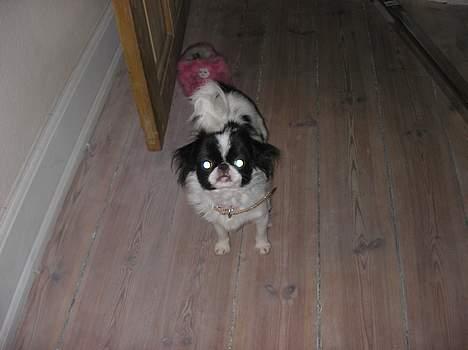 Blanding af racer Flodhesten Blutilda :) - Skrigende øjne.. Hehe :D  billede 6