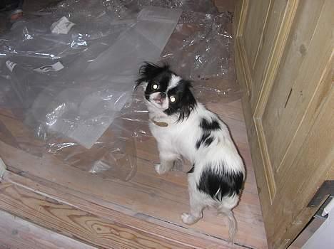 Blanding af racer Flodhesten Blutilda :) billede 7