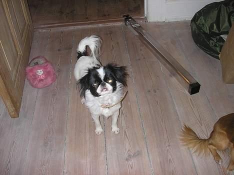 Blanding af racer Flodhesten Blutilda :) billede 8