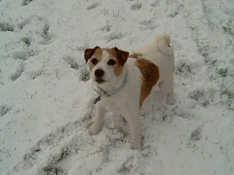 Jack russell terrier Tjiko R.I.P billede 13