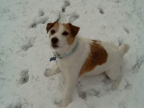 Jack russell terrier Tjiko R.I.P billede 14