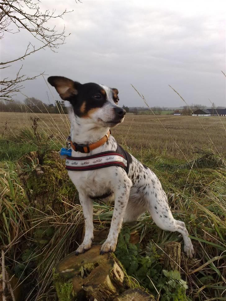 Dansk svensk gaardhund Kom-Tessa af AllerupNord - Ihhh hvor det blæser i dag billede 1