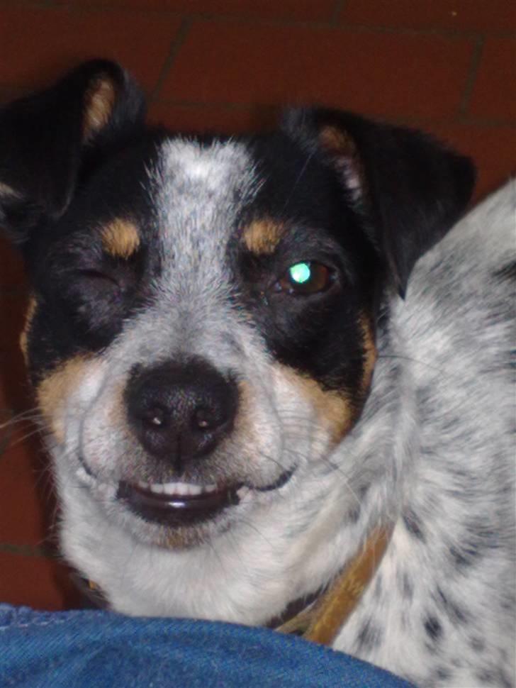 Dansk svensk gaardhund Kom-Tessa af AllerupNord - blinker til dig billede 2