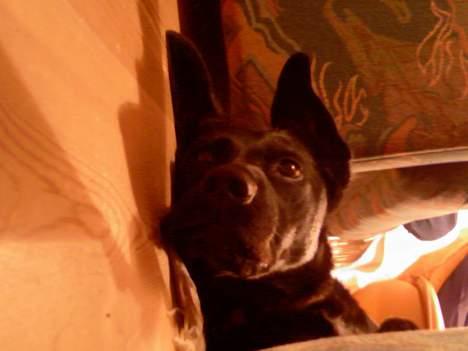 Labrador retriever Freja billede 7