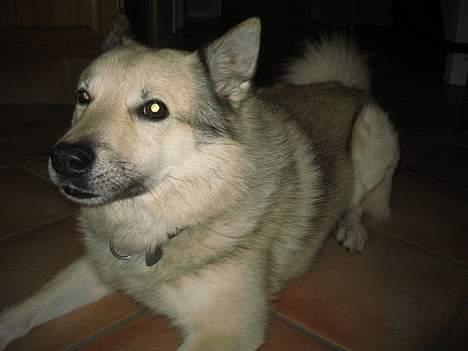 Norsk buhund Cobbe *død* billede 7