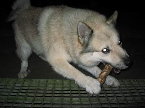 Norsk buhund Cobbe *død* billede 8