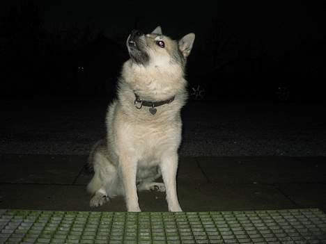 Norsk buhund Cobbe *død* billede 9