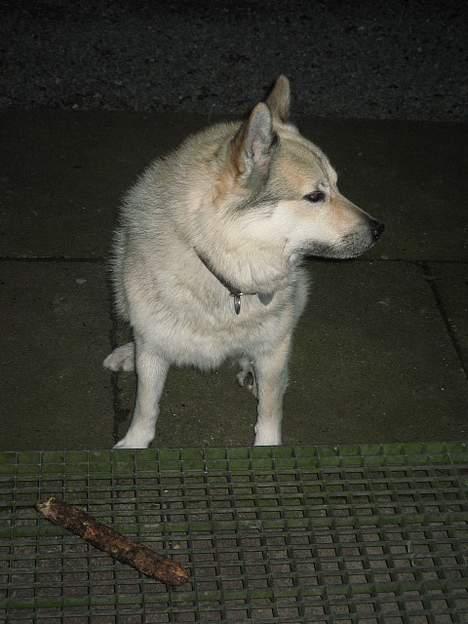 Norsk buhund Cobbe *død* billede 10