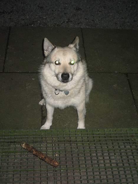 Norsk buhund Cobbe *død* billede 11