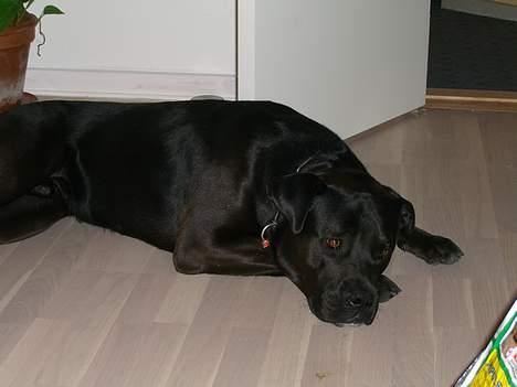 Blanding af racer Otto - Otto tager en slapper billede 1