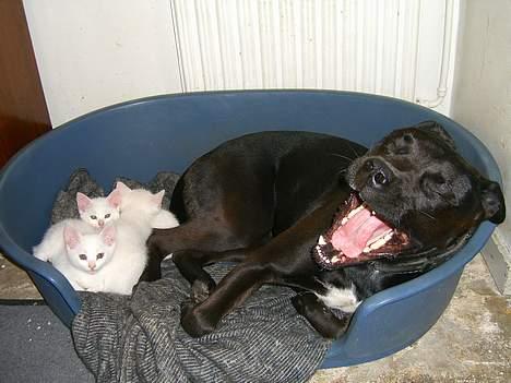 Blanding af racer Otto - Otto ligger og passer på vores killinger billede 3