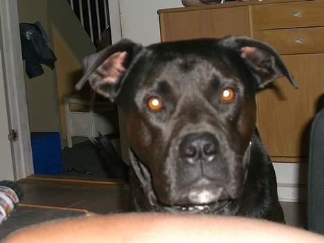 Blanding af racer Otto billede 4