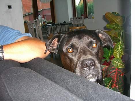 Blanding af racer Otto billede 5