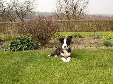 Border collie Bailey RIP - Er jeg ikke bare dejlig?? billede 1