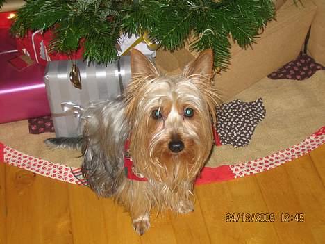 Australian silky terrier Olivia - vogter pakkerne.... billede 12