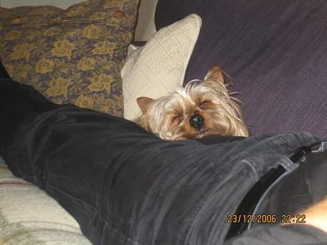 Australian silky terrier Olivia - trææææt billede 13