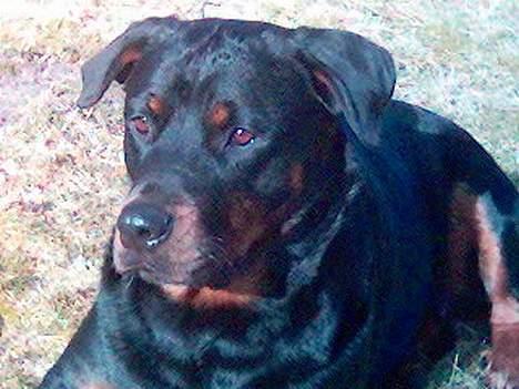 Rottweiler molly - Molly pigen to år...-Nu hun seks til maj...- billede 1