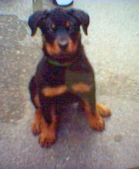 Rottweiler molly - Molly...-) 9 uger..- billede 2