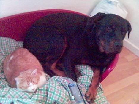 Rottweiler molly - Molly og Katten hendes bedst ven...- billede 3