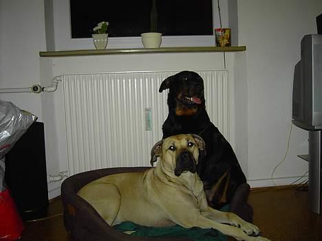 Rottweiler molly - Molly og Ganja..-( billede 4