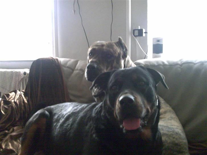 Rottweiler molly - molly pigen med hendes kæreste billede 6