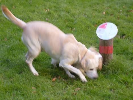 Labrador retriever Samson billede 3