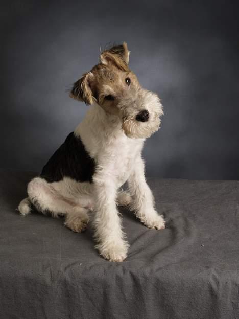 Ruhåret foxterrier Milou billede 1