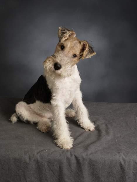 Ruhåret foxterrier Milou billede 2