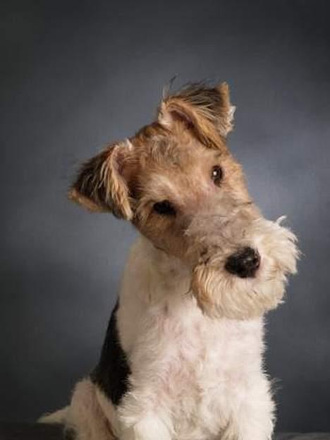 Ruhåret foxterrier Milou billede 3