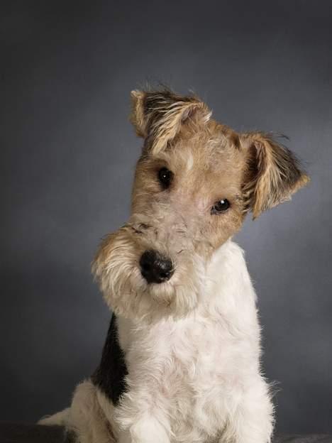 Ruhåret foxterrier Milou billede 4