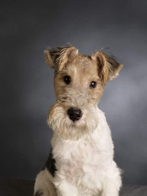 Ruhåret foxterrier Milou billede 5