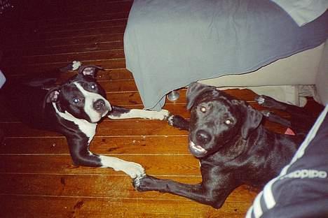 Blanding af racer Eika billede 11